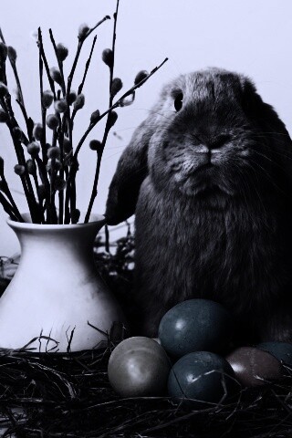 Пасхальный кролик обои