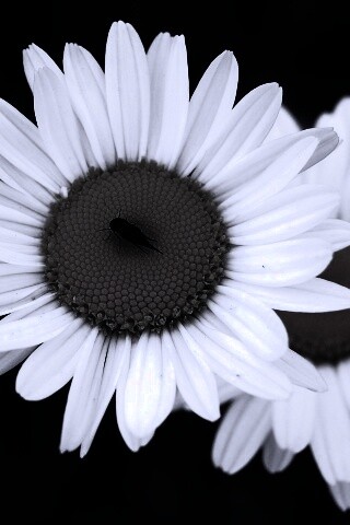 Ромашки обои