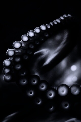 Щупальце обои