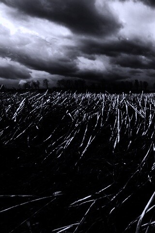 Убранное поле обои