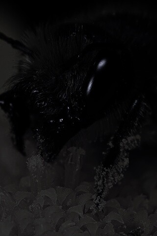 Пчела крупным планом обои