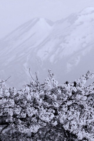 Цветение вишни в горах обои