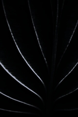 Неоновый лист обои