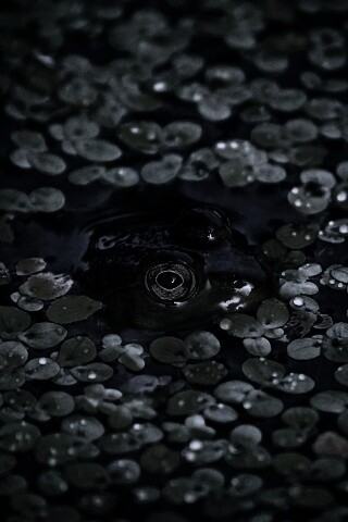 Маленькая лягушка обои