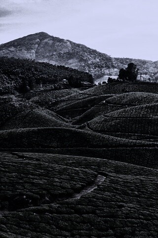 Плантации в Индии обои