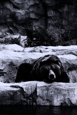 Медведь обои