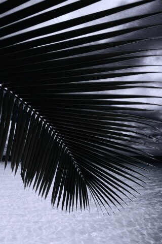 Пальмовый лист обои