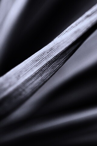 Сухое растение обои