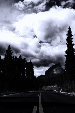 Красивая лесная дорога обои