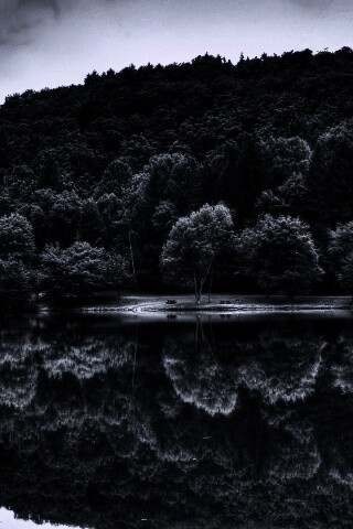 Лесной берег обои