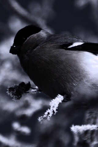 Снегирь на ветке обои