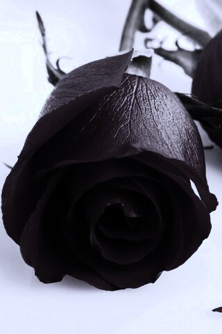 Две красные розы обои