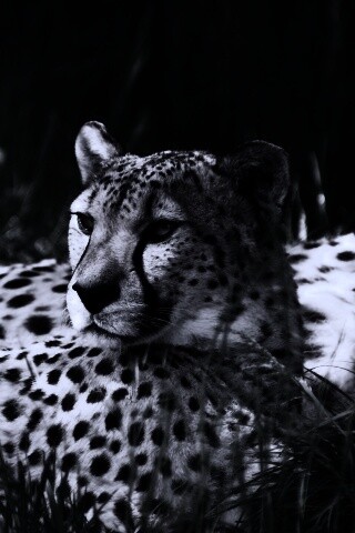 Два изящных гепард в природе обои