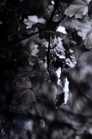 Жёлтые листья обои