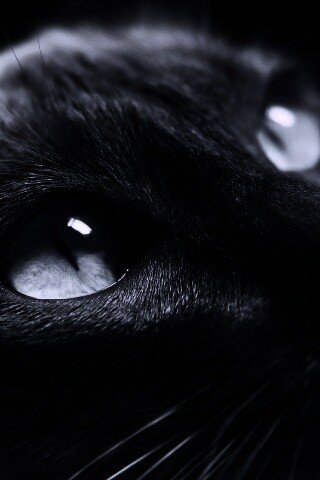 Кот с голубыми глазами обои