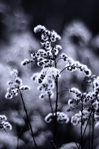 Сиреневые цветы обои