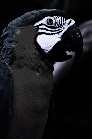 Разноцветынй попугай обои