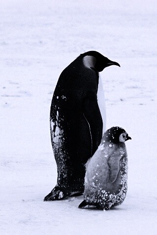 Пингвин с птенцом обои