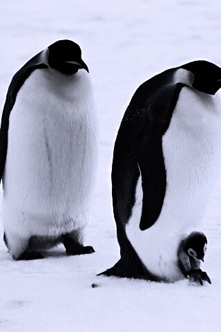 Семья пингвинов обои