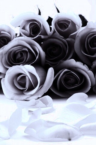 Букет роз обои