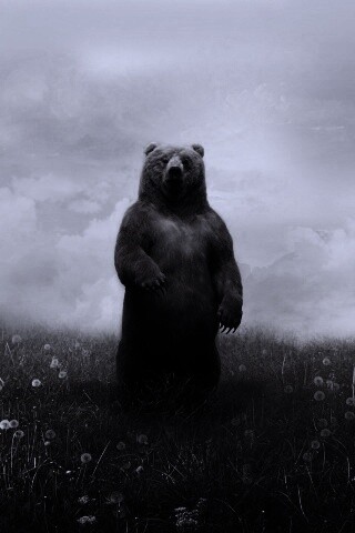 Медведь в одуванчиковом поле обои