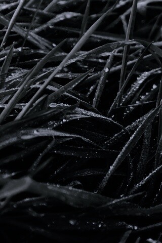 Роса на траве обои