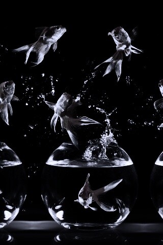 Аквариумы жонглируют рыбами обои