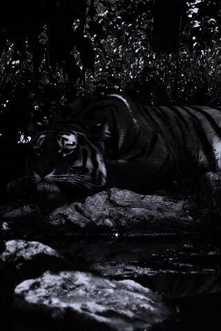 Тигр отдыхает обои