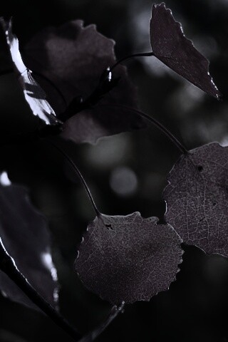 Красные листья обои