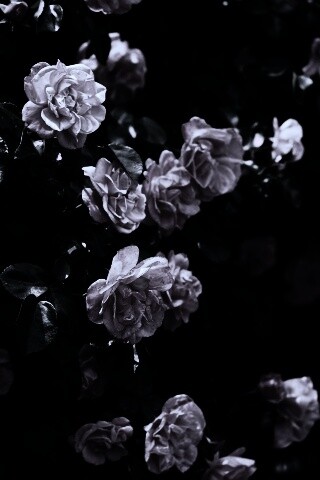 Розовый куст обои