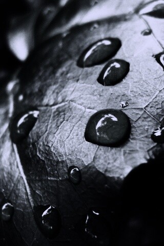 Капли росы на листе обои