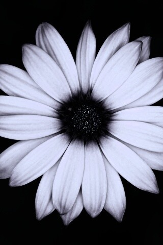 Макро фотография цветка обои