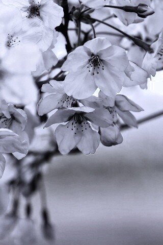 Цветение вишни обои