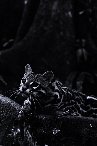 Оцелот обои