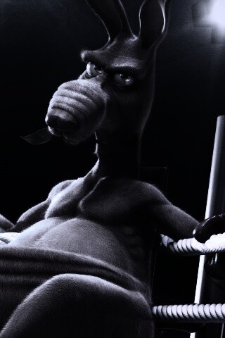 Кенгуру-боксер на ринге обои