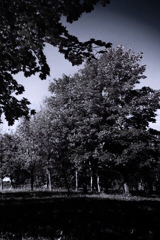 Осень в лесу обои