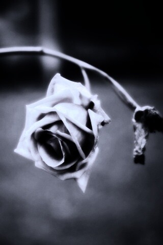 Увядающая роза обои