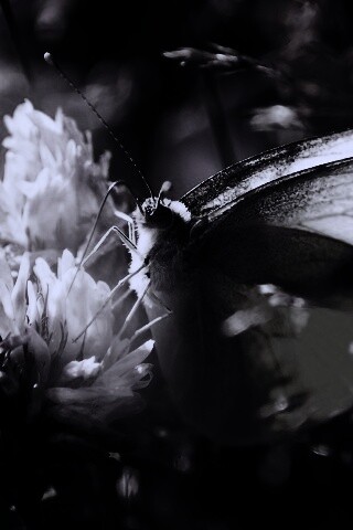 Бабочка на цветке обои