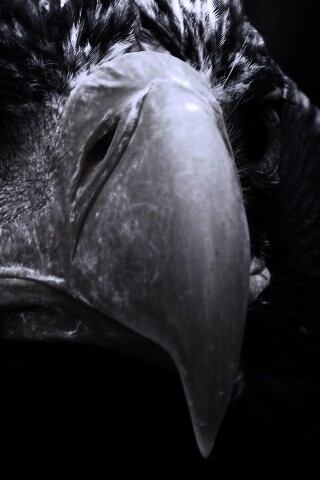 Орёл - птица гордая обои