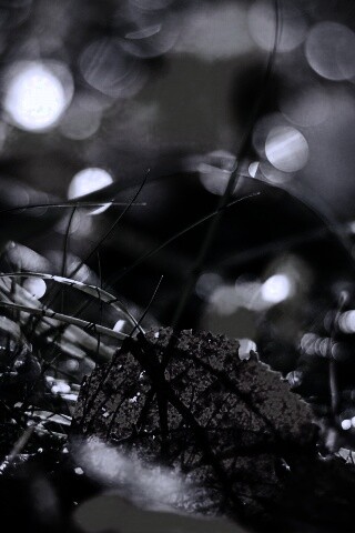 Опавший лист в траве обои