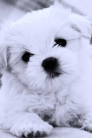 Щенок мальтийской болонки обои