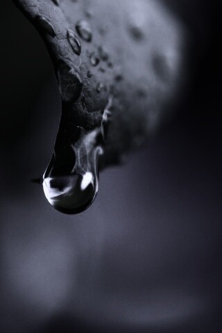 Капля на листе обои