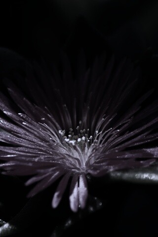 Чудесный цветок обои