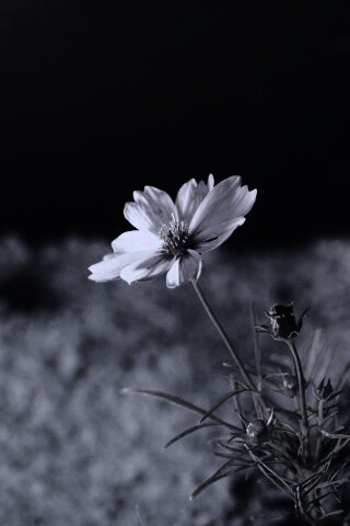 Полевой цветок обои