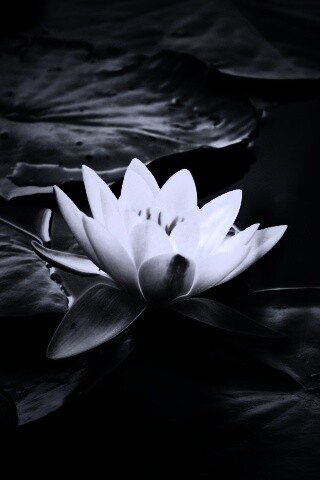 Кувшинка обои