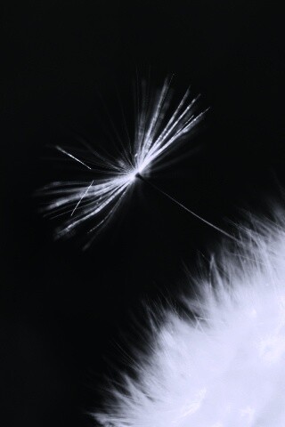 Пушинка одуванчика обои