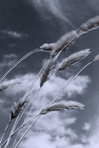 Колосья обои