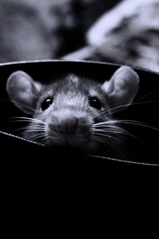 Мышонок выглядывает из ботинка обои