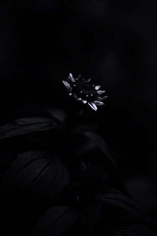 Фотография цветка обои