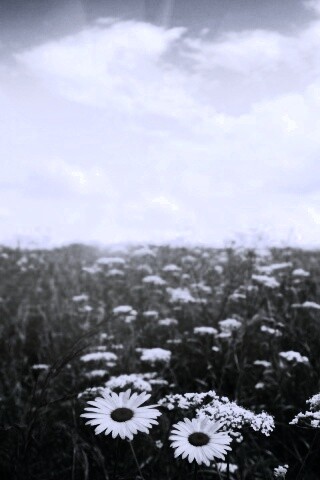 Поле ромашек обои
